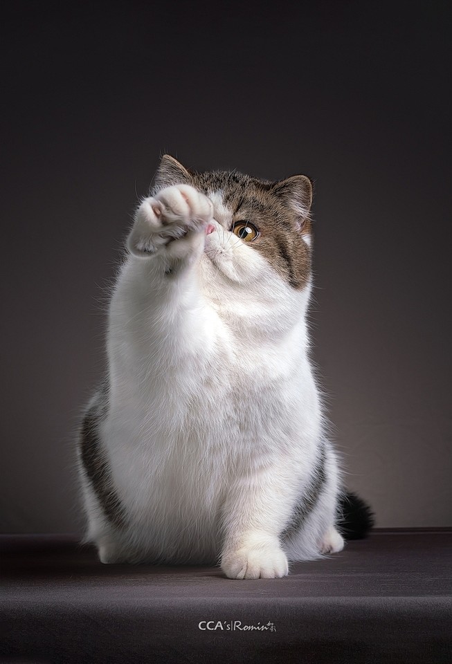 棕虎斑异国短毛猫11/24_宠物_颇可网...