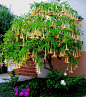 angel trumpet - Got to get one of these.  full sun.  20ft?! can be grown in a pot: 