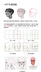 头骨结构比例