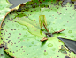 睡莲的珠芽繁殖----中国科学院西双版纳热带植物园
睡莲科睡莲属睡莲是睡莲科睡莲属植物（Nymphaea）的通称