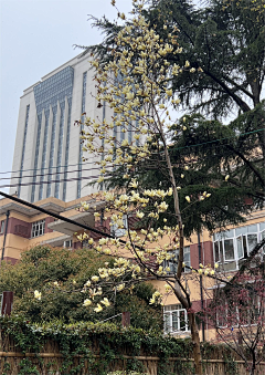 拉普兰德妮采集到花境(春季)