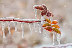 树叶在雪中雨后又下雪