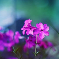 紫云08采集到粉红花卉