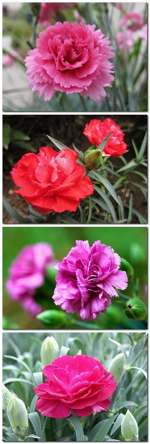 香石竹别称康乃馨麝香石竹香石竹石竹石竹科