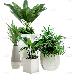 Eckes-bear采集到绿植造型组合