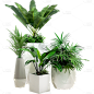 植物实景多个绿植盆栽元素素材