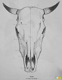 动物和人的结构图集_看图_狂野生灵吧_百度贴吧