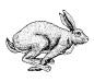 兔子跳跃动作分解图,兔子跳跃动图,动画跳跃动作分解图_大山谷图库