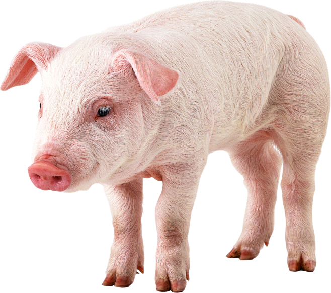 高精度 c4d素材 合成 pig 3D小猪 猪 c4d 动物 三维场景 KV 电商美工群:129134938 圣诞 c4d搭建 大促元素 电商 ...