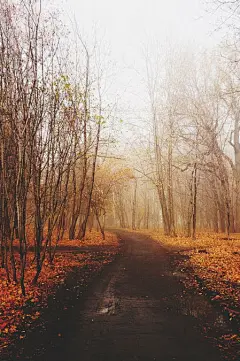 晚0930安   深秋小径#手机壁纸#