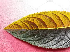 照片中的绿色叶子在早晨的太阳放在红色的背景
