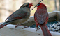 北美红雀Cardinalis Cardinalis，广受欢迎的小鸟，被美国七个州定为州鸟，它们也是特能秀恩爱的动物，每当交配季节雄鸟总会衔来种子一口一口的喂给雌鸟，而最具特色的是它们的鸟鸣声，动人心弦！爱鸟者根据它们的叫声谱写了很多旋律，懂音乐可以试一下图三。它们也是愤怒小鸟中的主角之一 ​​​​