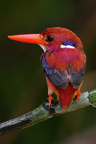 佛法僧目翠鸟科三趾翠鸟属菲律宾三趾翠鸟