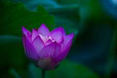 京田海子a采集到荷花