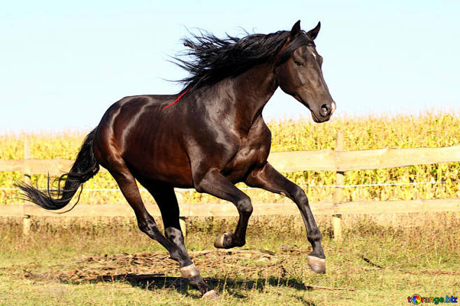 Horse №36664