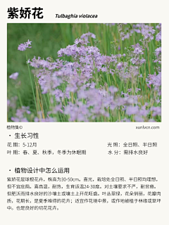 植物集采集到紫色地被植物