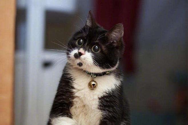 猫难以置信的表情看着主人，我的小鱼干哪里...