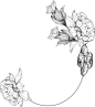 黑白手绘兰花花卉素描镂空海报卡片装饰透明免抠PNG图案手账 (57)