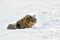 覆盖着雪猫