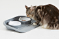 Butler - feeding tray : Butler is a feeding tray suitable for cats and small dogs.