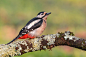 Great Spotted Woodpecker by Lorenzo Magnolfi on 500px