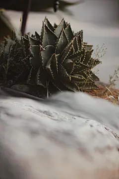 多肉植物高清摄影素材