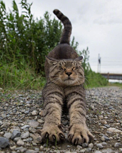 嗷呜呜嚎呜嗷呜呜采集到猫