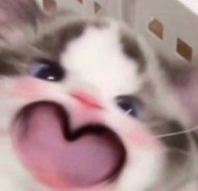 猫猫表情包