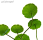 室内,绿色,白昼,叶子,少量物体_8323b0e33_荷叶_创意图片_Getty Images China