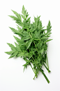 AI数字艺术植物草药艾草图片-众图网