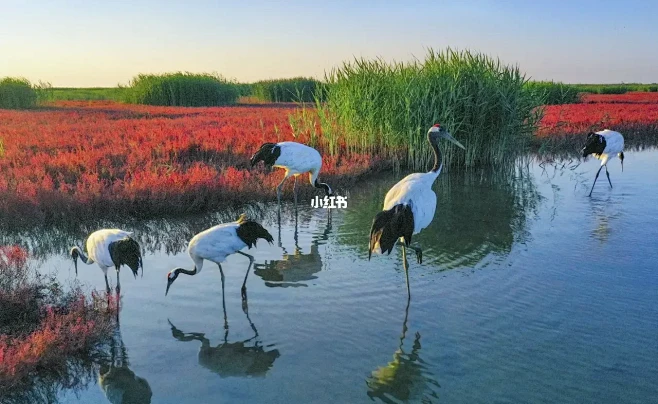 鹤舞红海滩