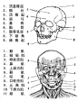 [转载]头部结构