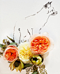 设计｜LOFTER 【木兰花插画摄影】不知是因为摄影师的天职还是因为Kari Herer本身就对这种美好事物有着特殊的情感审美，她似乎对每朵花都有着自己不同的故事。Kari Herer将一朵朵正直艳丽的花朵与几笔简单的单色线描画进行拼贴并合影留念，最终将这一幕花开最美的时刻做成相框版画。特殊的艺术创作绝不是有意拼凑，让无声的花开绽放永远的定格在胶片上，就像生活一样多数时间多于美好。