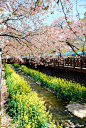 Cherry Blossom in Jinhae, South Korea。韩国镇海。镇海距韩国第二大城市釜山只有80分钟的车程。自1963年起开始举办的镇海军港祭是韩国最有代表性的樱花节，每年22万多棵樱花树的怒放吸引成千上万的游客前来观赏。#韩国##旅行##樱花#