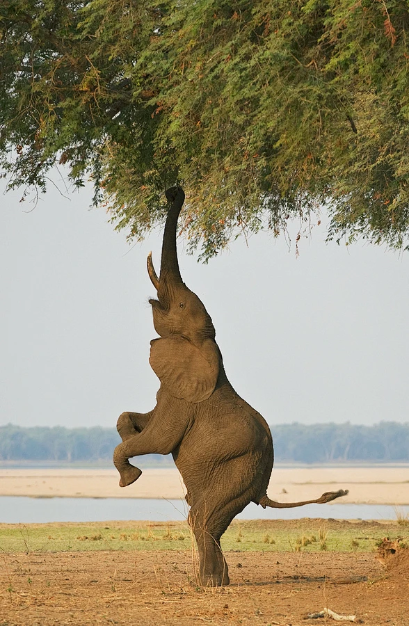 【图】landscape photography - favorite-season: Bipedal Elephant 2 by Ken ...