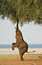 【图】landscape photography - favorite-season: Bipedal Elephant 2 by Ken..._kevin741963的收集_我喜欢网 #摄影# #美圖分享 # #野生动物# #萌#