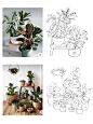 速写合集｜植物组合｜ 照片写生 - 小红书
