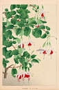 Fuchsia from Chigusa Soun Flowers of Japan Woodblock Prints 1900