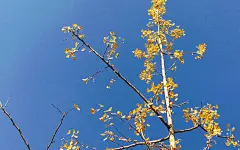 深秋银杏叶唯美高清风景图片桌面壁纸