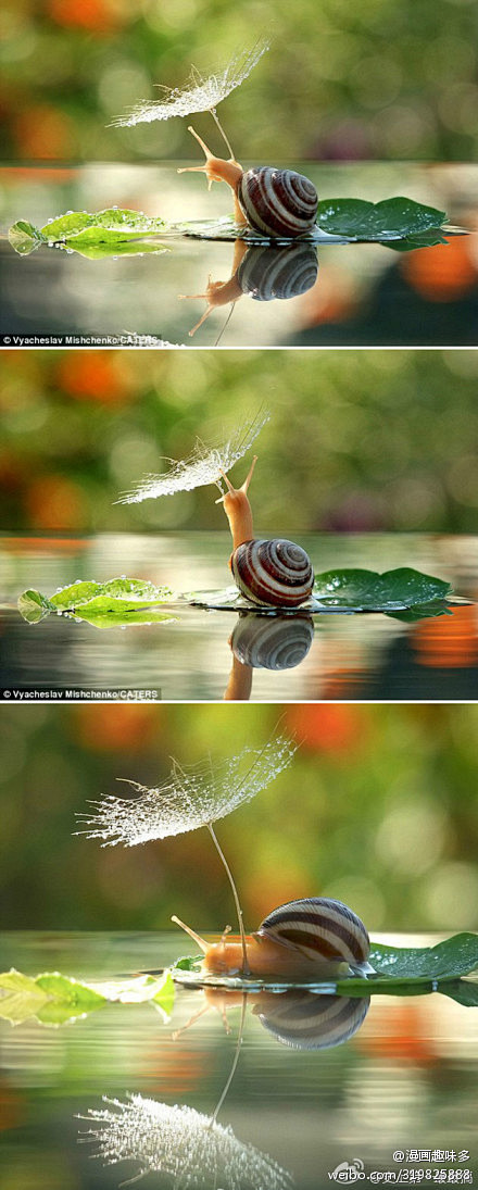 【打伞的蜗牛】蜗牛都喜欢潮湿的环境，因为...