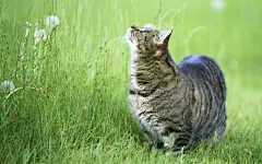 可爱的虎斑猫桌面高清壁纸桌面壁纸1