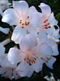 Beautiful Rhododendron Flowers - they look like small lilies don't they?