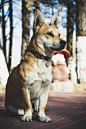 visualempire:<br/>A dog | <br/>Mikhail Knyazhitsyn<br/> | VE