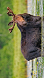 一只正在吃着百合花的驼鹿，缅因州米利诺基特 (© Scott Suriano/Getty Images)

2020-05-13

 3884