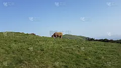 莫尔文山上的牛