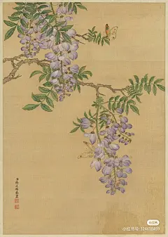 紫藤花/清 蒋廷锡十二开花卉册
纵40厘米 横28.3厘米
浙江绍兴华脉书画博物馆
