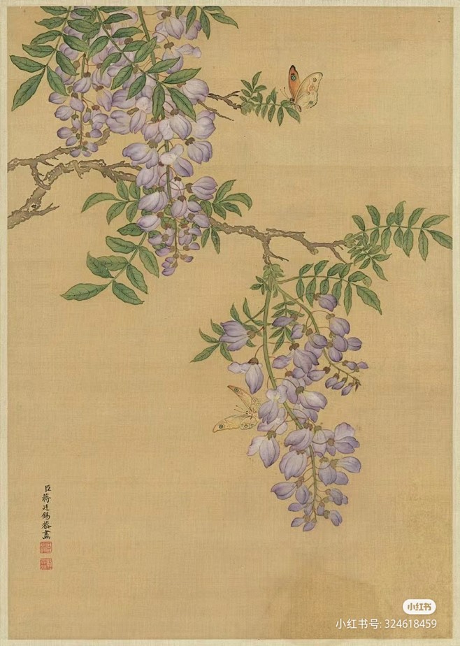 紫藤花/清 蒋廷锡十二开花卉册 纵40厘米 横28.3厘米 浙江绍兴华脉书画博物馆