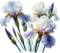 图源免费EPS文件 |水彩风格的鸢尾花插画