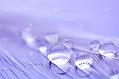 美丽透明的水滴或雨水在柔软的背景。放大照相。桌面背景。有选择性的重点。