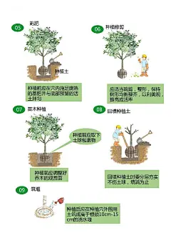 泉州市城市管理局关于印发《城市道路绿地地形整理及乔木种植技术要点》的通知_主动公开的其他政府信息_泉州市城市管理局